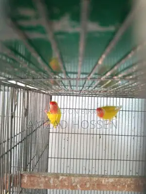 Lovebird Birds