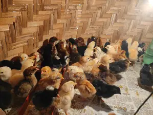 Tiger Chicken Chicks
