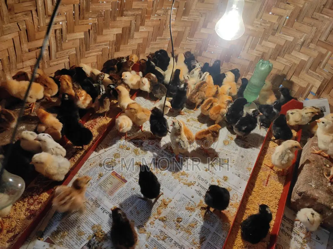 Tiger Chicken Chicks
