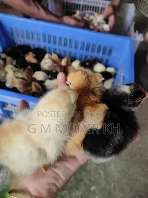 Tiger Chicken Chicks