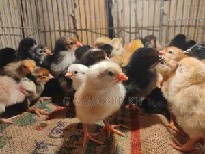 Tiger Chicken Chicks