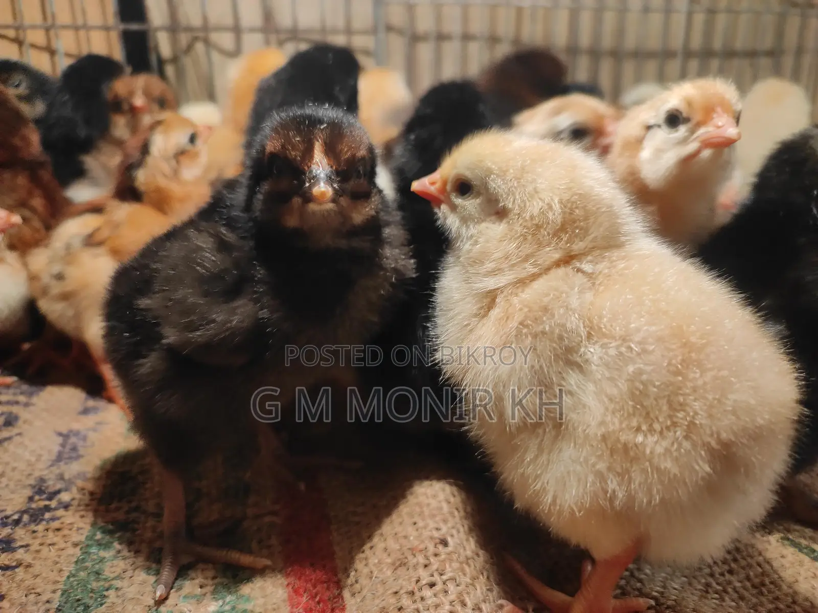 Tiger Chicken Chicks
