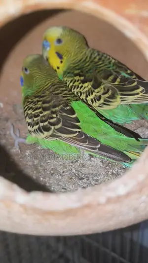 Budgerigar Birds