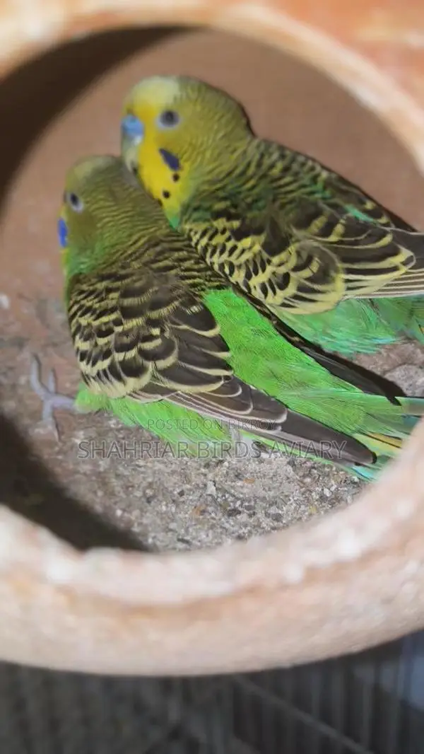 Budgerigar Birds