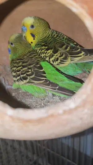 Budgerigar Birds