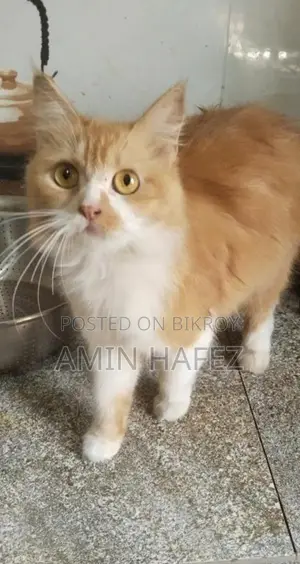 Persian Cat Sale