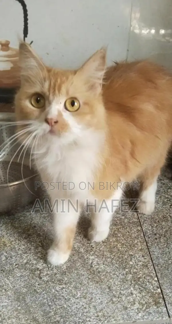 Persian Cat for Sale