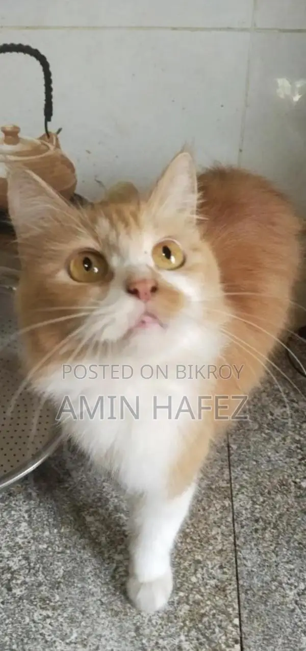 Persian Cat for Sale