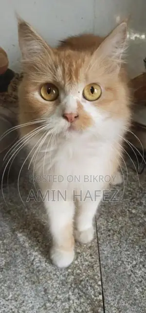 Persian Cat for Sale