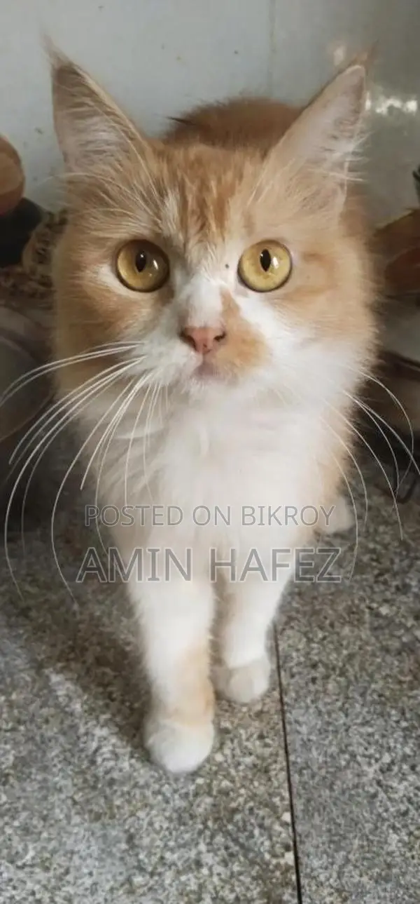 Persian Cat for Sale