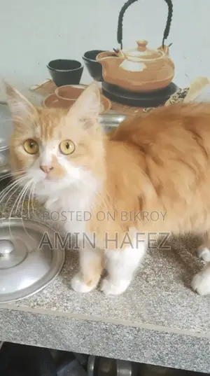 Persian Cat for Sale
