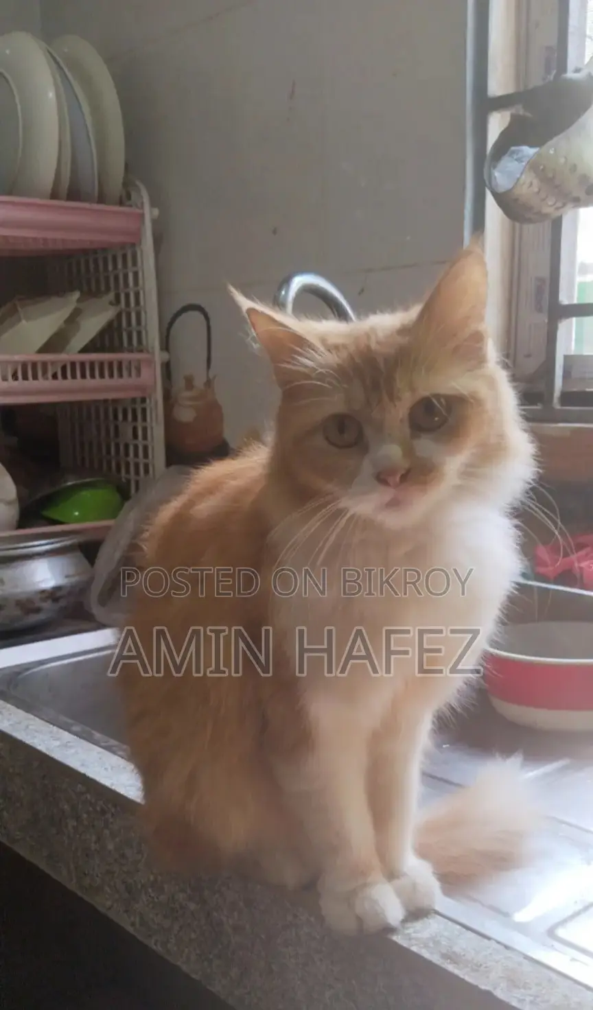 Persian Cat for Sale