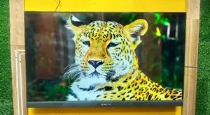 Singer 50-inch 4K Frameless TV