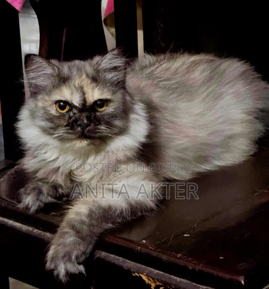 Cats for sale