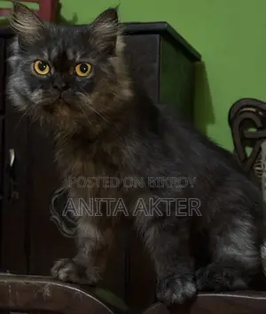 Cats for sale