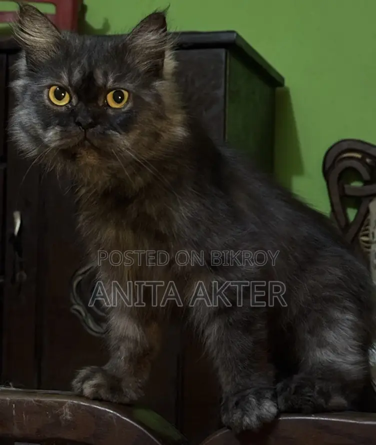 Cats for sale