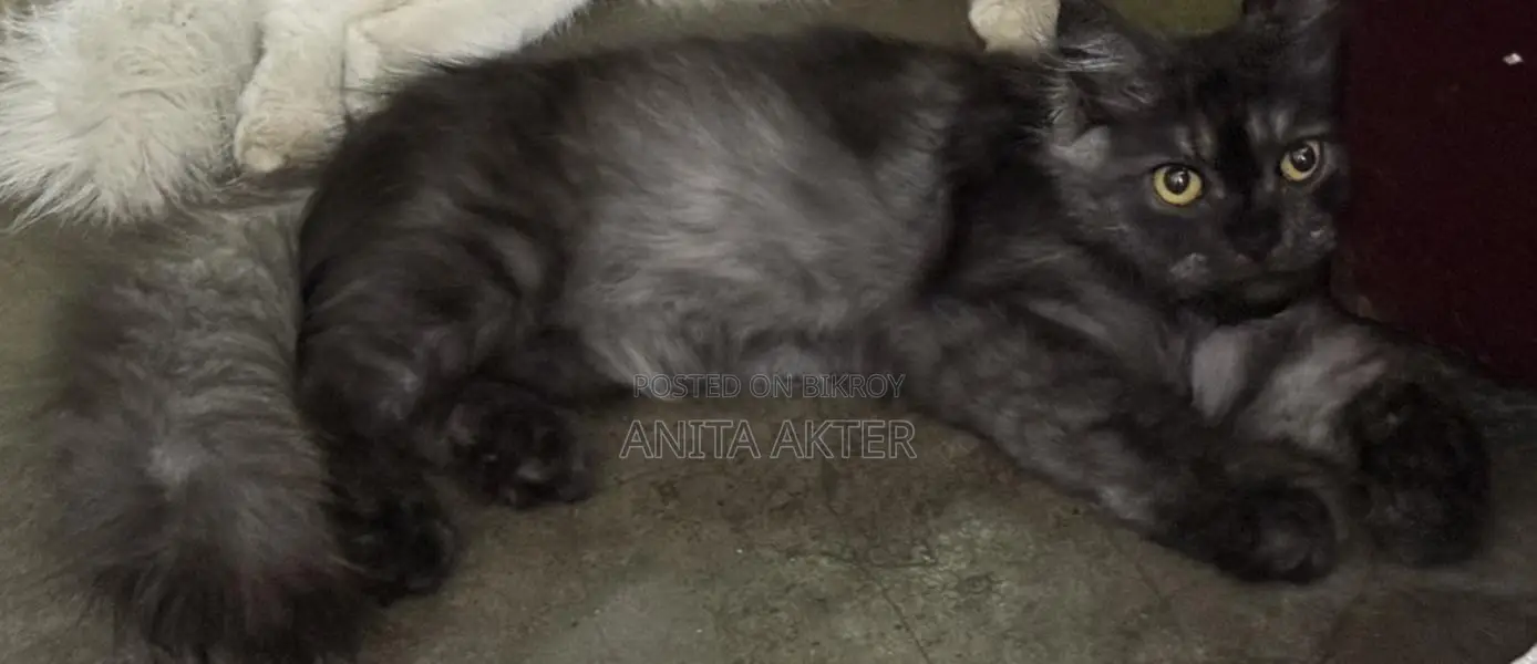 Cats for sale
