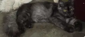 Cats for sale