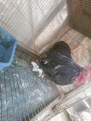 কোচিন মোরগ সেল হবে