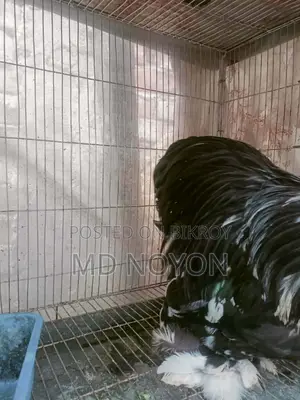 কোচিন মোরগ সেল হবে
