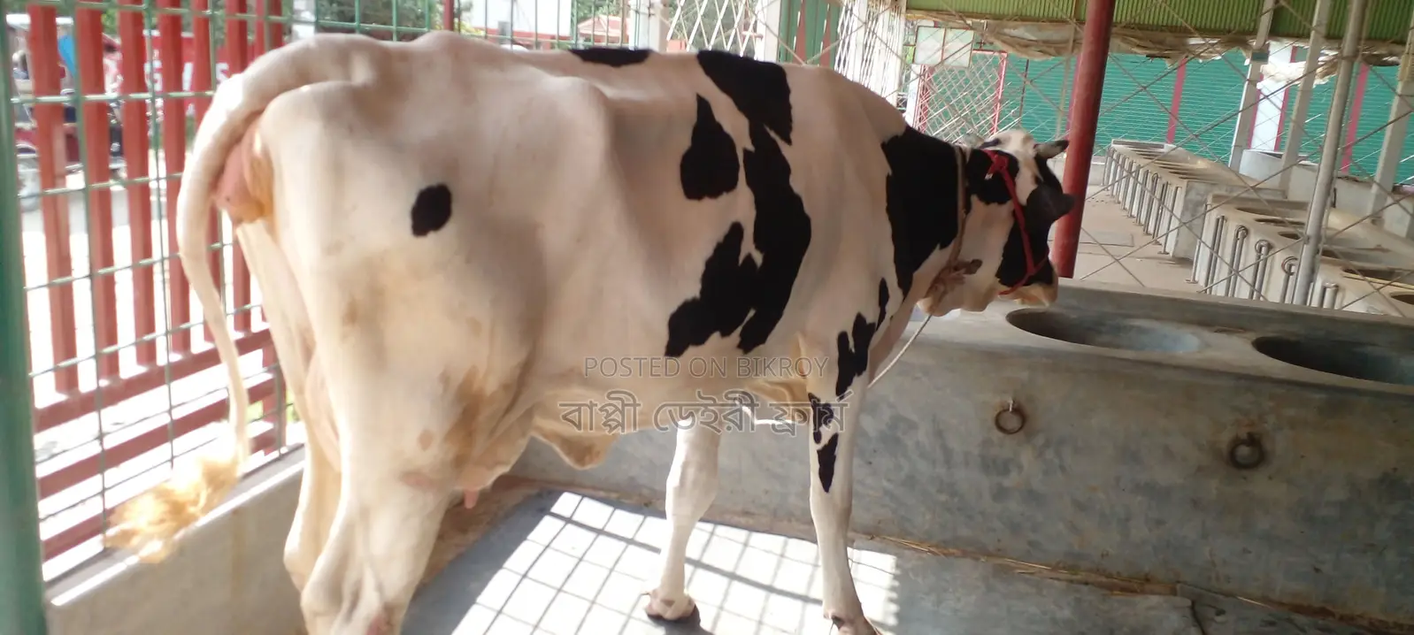 ৯৮৭নং গাভী কিনুন উন্নত জাতের ।