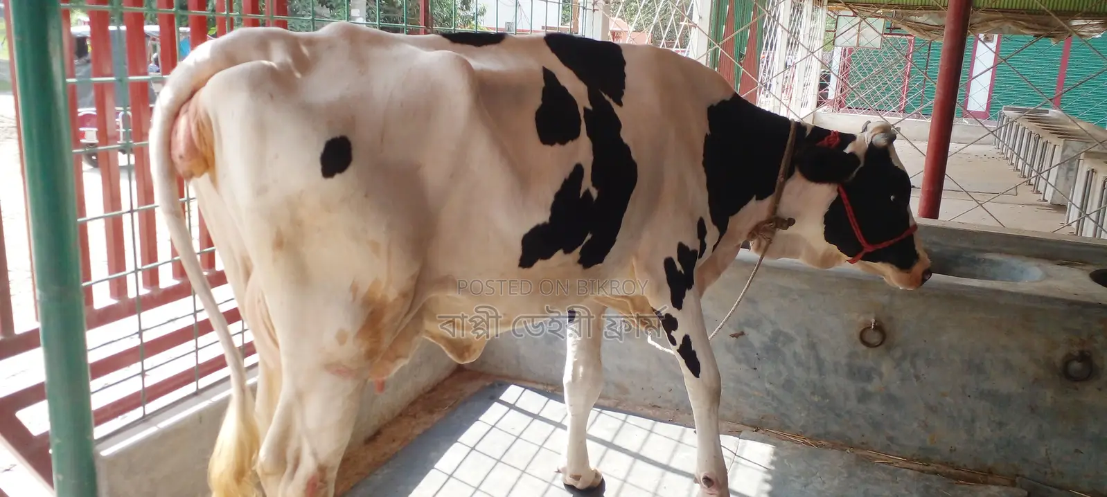 ৯৮৭নং গাভী কিনুন উন্নত জাতের ।