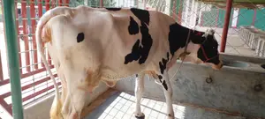 ৯৮৭নং গাভী কিনুন উন্নত জাতের ।