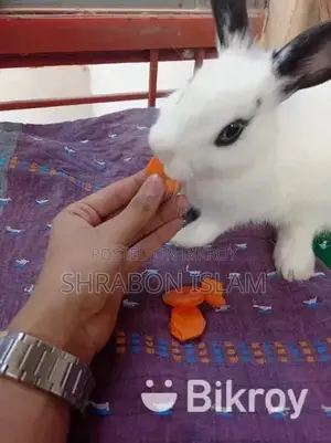 Hottot Dwarf Rabbit Mixed
