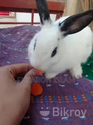 Hottot Dwarf Rabbit Mixed