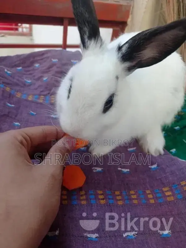 Hottot Dwarf Rabbit Mixed