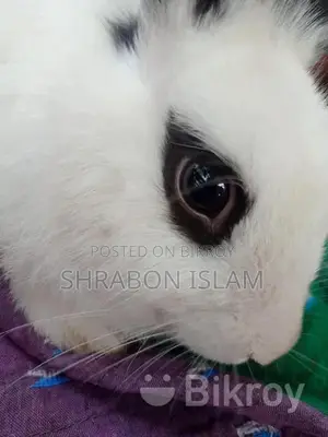 Hottot Dwarf Rabbit Mixed