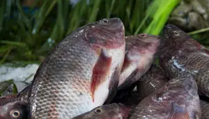 Wholesale Live Tilapia Fish for Sale. 100% Farm-Raised.