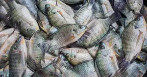 Wholesale Live Tilapia Fish for Sale. 100% Farm-Raised.