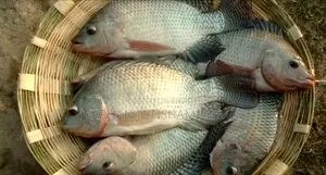 Wholesale Live Tilapia Fish for Sale. 100% Farm-Raised.