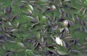 Wholesale Live Tilapia Fish for Sale. 100% Farm-Raised.