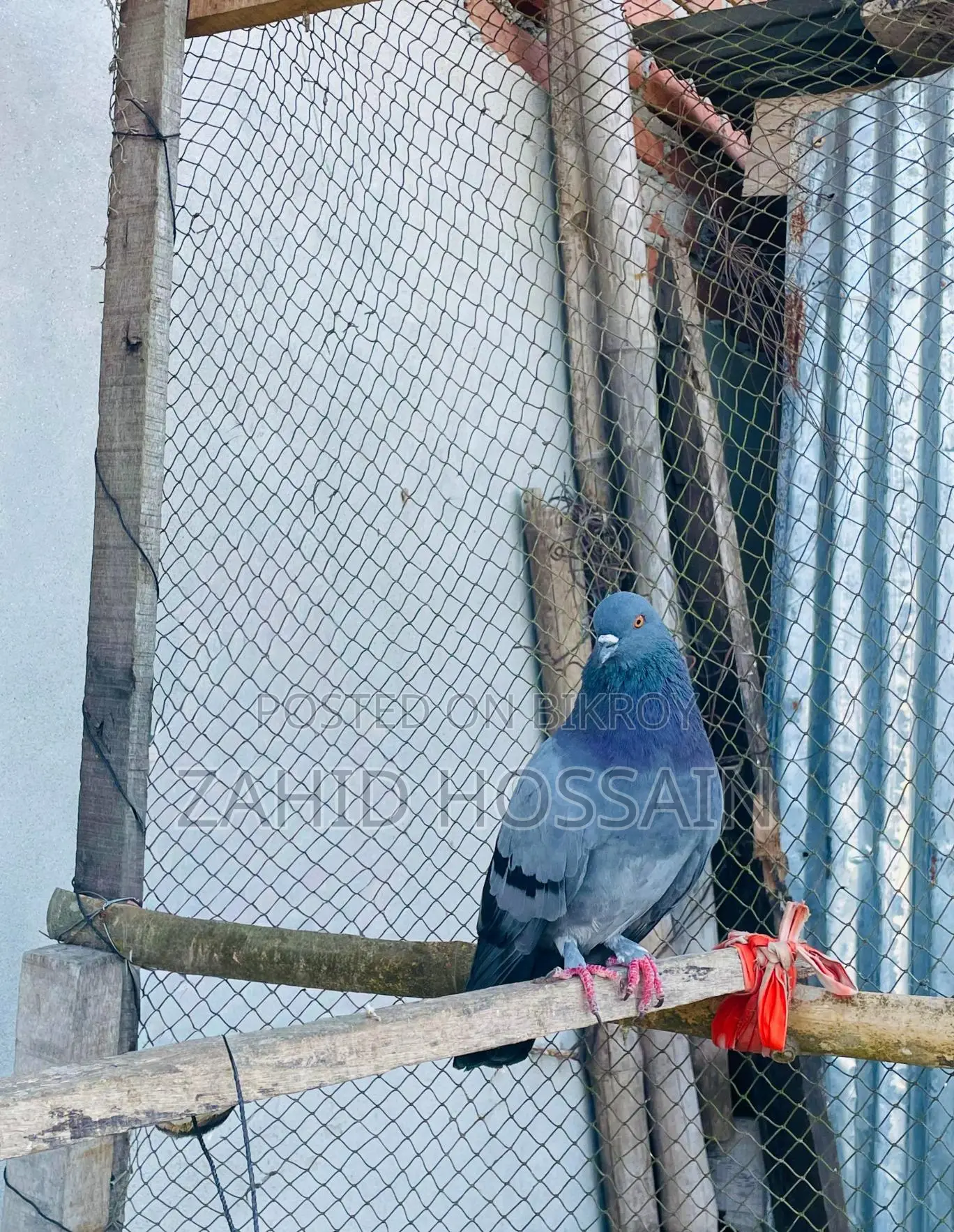 রানিং নর