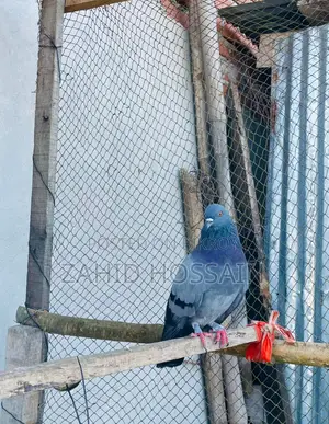রানিং নর
