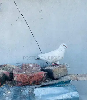 রানিং নর