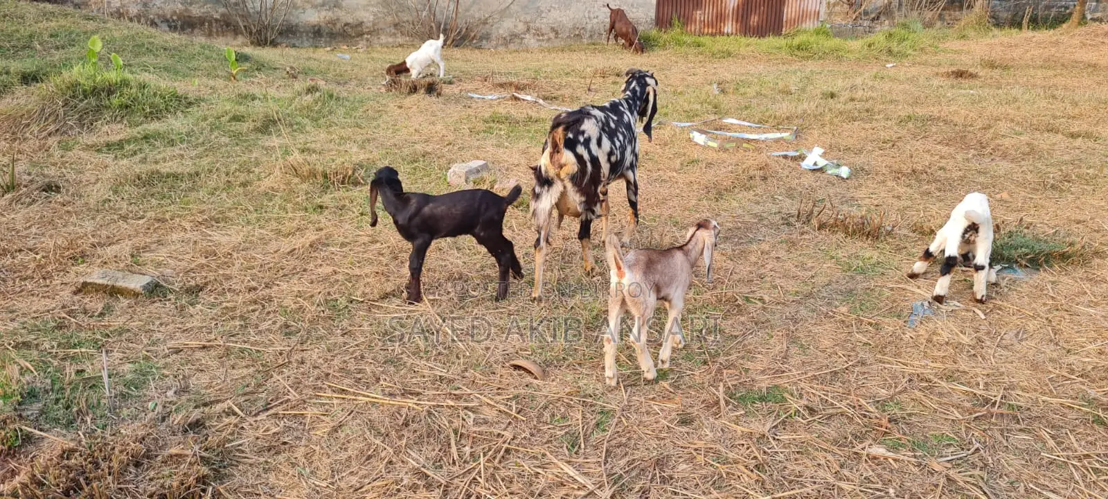 Indian Ram Goat + Haryana Kid