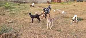 Indian Ram Goat + Haryana Kid