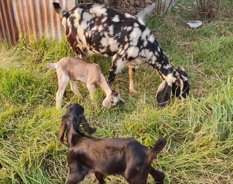 Indian Ram Goat + Haryana Kid
