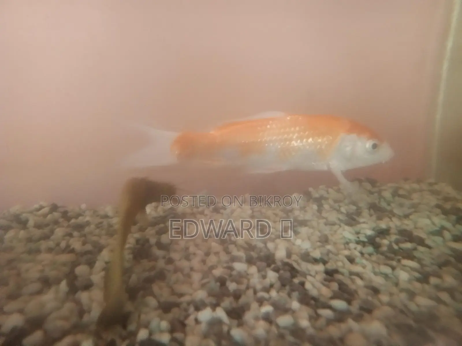Fish Sell