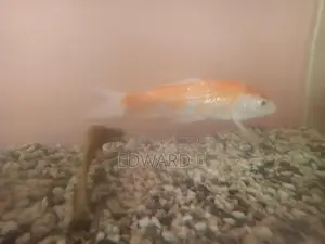 Fish Sell