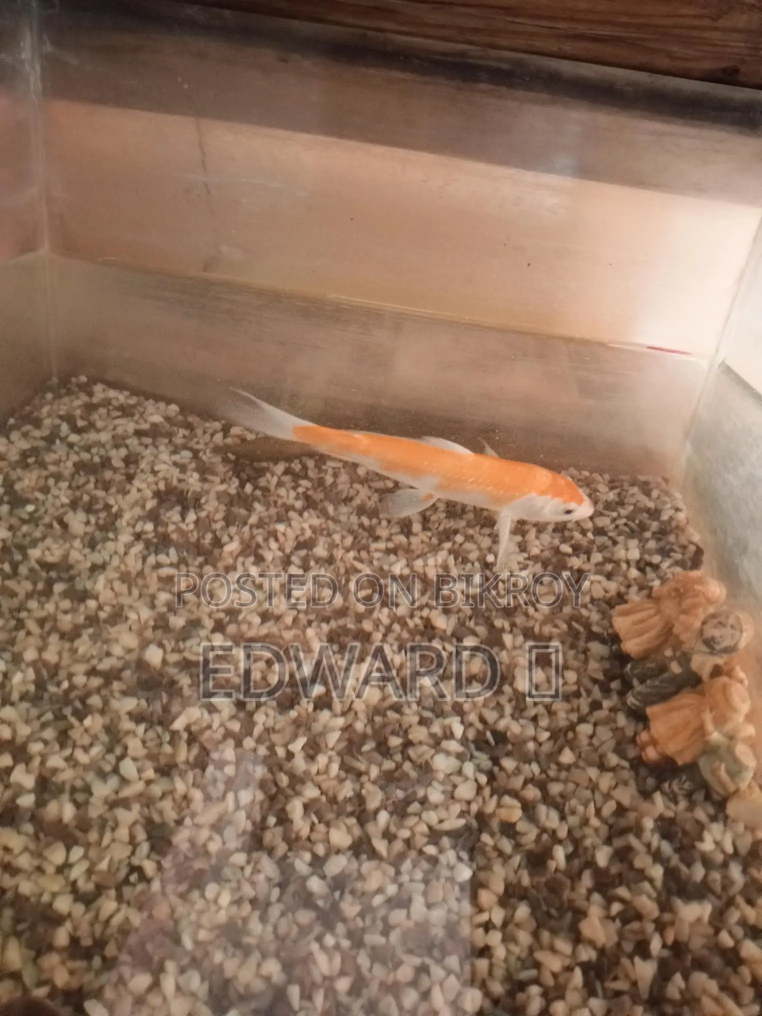 Fish Sell
