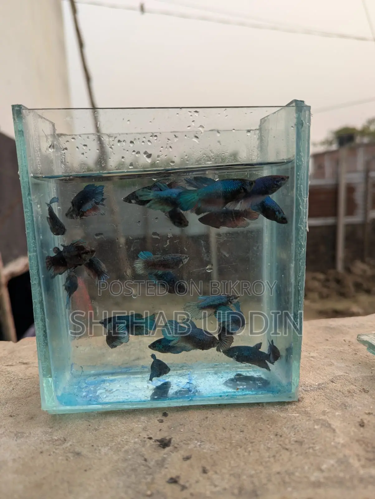 Betta Female