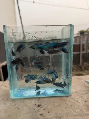 Betta Female