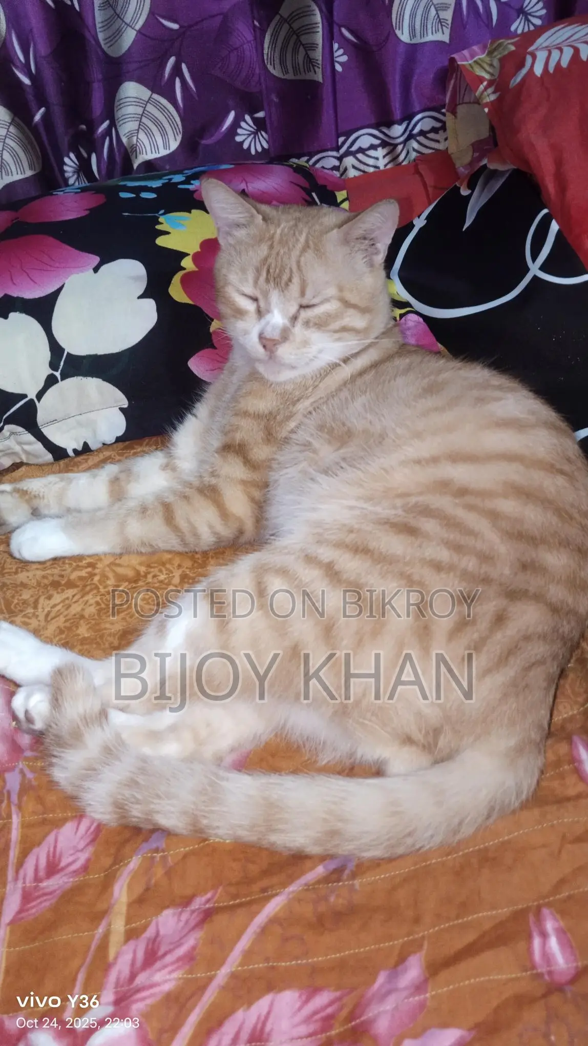 Persian Cat