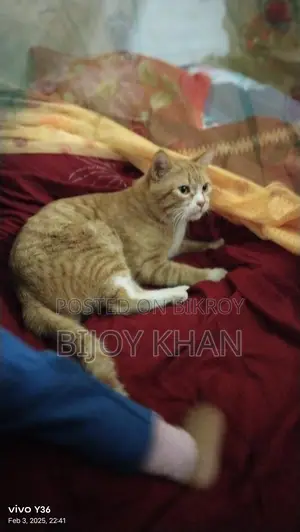 Persian Cat