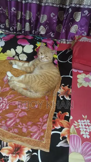 Persian Cat