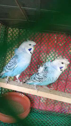 জাপানিজ বাজিগর জোড়া সেল করা হবে